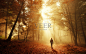 Walk in breathtaking light of the autumn forest