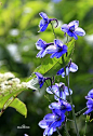 中文名：翠雀花
学名：Delphinium grandiflorum
别名：大花飞燕草、飞燕草
毛茛科翠雀花属，多年生草本植物，野生种主产于北半球温带地区。