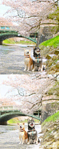 一对超可爱的柴犬兄妹，被这春日旅拍照萌翻啦！