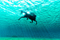 Sea Horse by Photographer Kurt Arrigo 