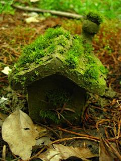 【一人一世界】采集到苔藓