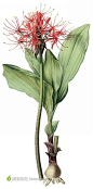 外国大师手绘鲜花
