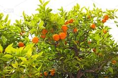 桔树,水果,西班牙,农业,清新,景观设计,食品,橙色,果汁,橙子