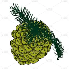 手绘收集的松果在树枝上。森林古老的冷杉球果，带针的云杉球果。树上的彩色针叶树球果。雪松、冷杉、铁杉、