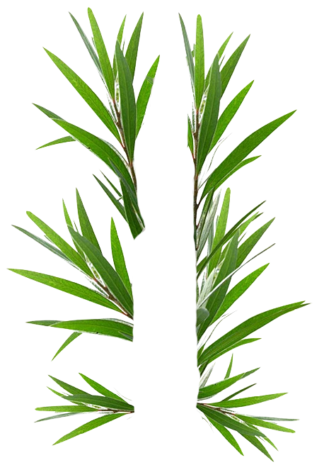互生白叶千层叶 澳洲茶树 png-花瓣网