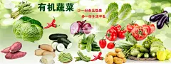 蔬菜  - 源文件下载【酷图网】蔬菜,蔬菜海报,蔬菜展板,新鲜蔬菜,有机蔬菜,蔬菜广告,果蔬配送,蔬菜店,果蔬店,蔬菜店展架,蔬菜挂画,蔬菜饮食,蔬菜灯箱,蔬菜超市,蔬菜市场,绿色蔬菜,蔬菜种植,绿色健康,蔬菜店展板,蔬菜模板,餐厅海报,食堂文化,食堂海报,食堂展板,超市海报,超市展架,蔬菜展架,
