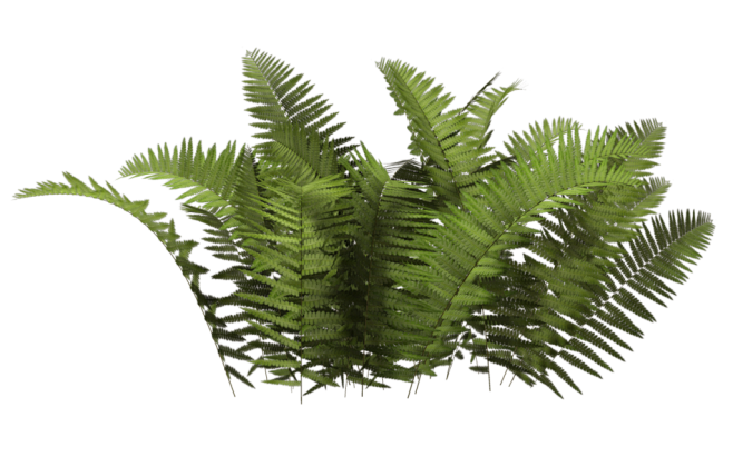 草
