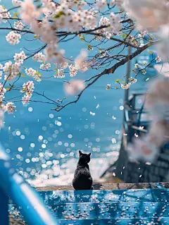 看海猫咪|蓝色的梦里，海风是温柔的明信片 #蝴蝶壁纸 #蝴蝶 #猫 #猫咪 #黑猫 #壁纸 #猫壁纸 #猫咪壁纸 #ins壁纸 #樱花 #樱花壁纸 #蓝色系 #蓝色 #infp #infp小蝴蝶 #infp会懂 #蓝色大海 #大海 #蓝色治愈系 #治愈系小猫咪 #治愈系壁纸 #治愈 #ai绘画 #ai #大海壁纸 #大海的温柔 - 小红书