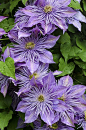~~Clematis by Cindy Dyer | Garden Muse~~