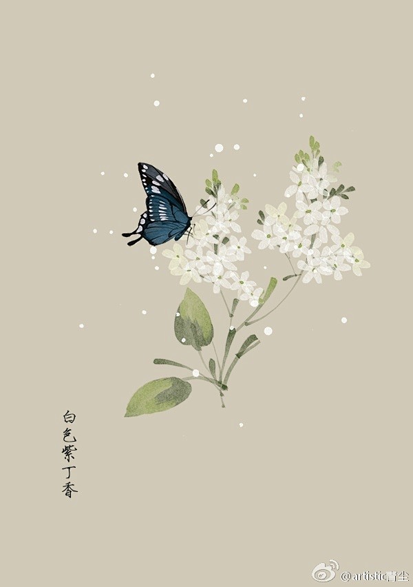 #365天生日花#   6月26日 白色...