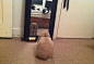 一网友说，她家的兔子，整天蹲在镜子前。她也不确定，它在想什么。。。