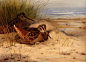 【Archibald Thorburn (1860-1935)】Thornburn_Archibald_Woodcock_Nesting_On_A_Beach