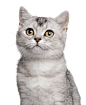 faab0cf6-01cd-42ea-be0f-561dd5b731bd431355.png (1200×1471)
- - - - - - - - - - - - - -
 ——→ 【 率叶插件，让您的花瓣网更好用！】> https://lvyex.com