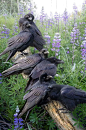 476 Pinterest