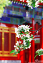 北京故宫：红墙金瓦大气魄，绿叶白花小清新