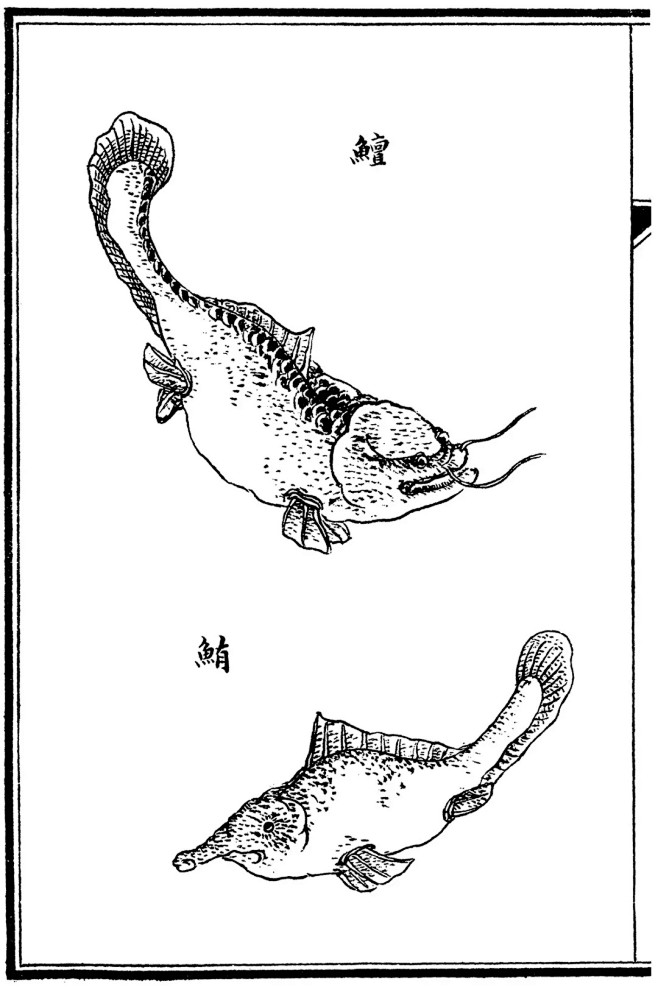 长江白鲟来自龙宫的水怪长江水怪系列之一