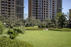 NSHU采集到阳光草坪