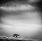 #摄影# 何处是归程——在挪威斯瓦尔巴特群岛拍摄系列照片之一。（Wilfred Berthelsen/ 2014年索尼世界摄影奖） 