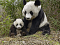 大熊猫母子摄影背景桌面壁纸图片素材
