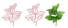 艾草  - 源文件下载【酷图网】艾叶,艾草,植物,端午节,清热植物,中草药,植物叶子,艾蒿,蒿草,手绘植物叶子,艾草素材