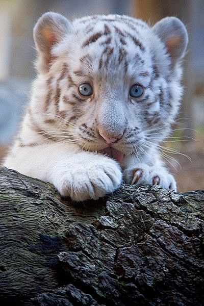 23 fotos de animales...