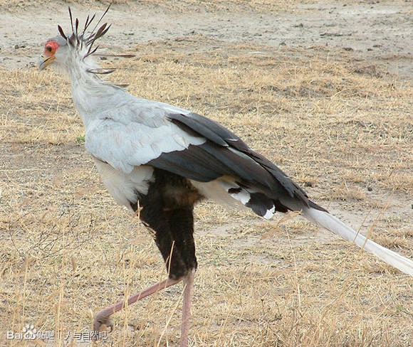 苏丹国鸟：蛇鹫 

一种非洲的食肉鸟类。...