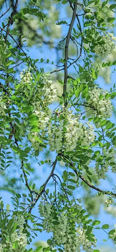 原图壁纸：清香的洋槐花-今日头条