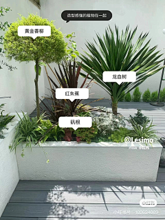 里拉拉拉采集到花境植物