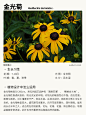 本期更新： #白美人狼尾#醉蝶花#绵杉菊#金光菊#地被植物
