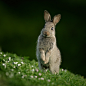 Young Rabbit | Flickr - Photo Sharing!