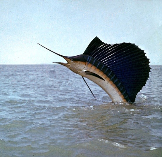 太平洋旗魚