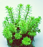 植物，微景观
https://unico1988.taobao.com 