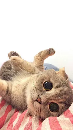 海量精美头像壁纸，你想要的，这里都有。喜欢我关. 注. 『Emotion图文馆』