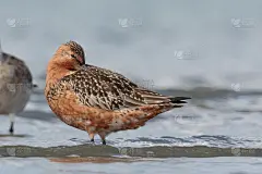 斑尾哥德威特- Limosa laponica