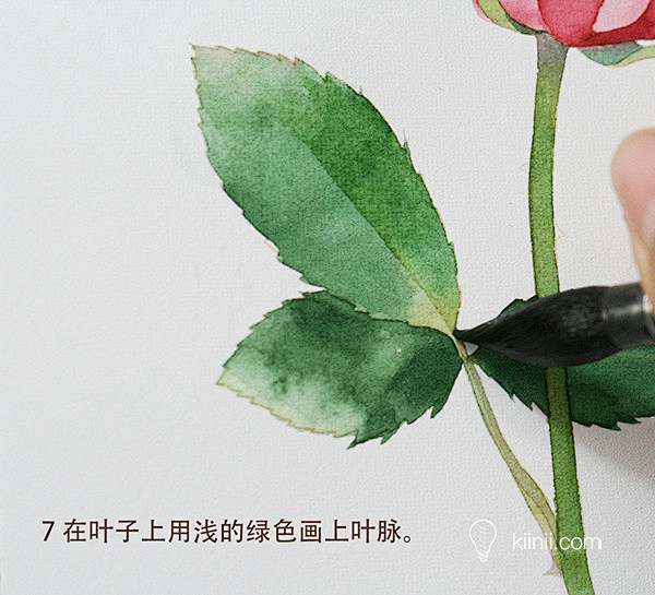 插画师Candy田分享的水彩花卉步骤图：...