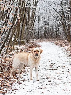 点击来源直接获取大图文件 |Nice labrador dog in the forest in winter