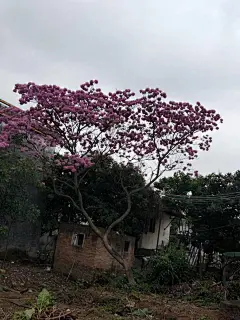 斜飘紫花风铃木