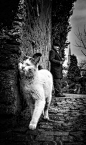 cat and man by Yasar Koç : 1x.com is the world's biggest curated photo gallery online. Each photo is selected by professional curators. cat and man by Yasar Koç