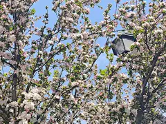 四月份的粉色海棠花