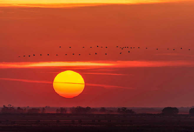 Sunset with Cranes b...