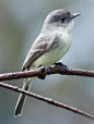 Willow Flycatcher