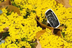 含羞草(银荆花)花束