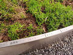 Hoea珠珠姣采集到公墓