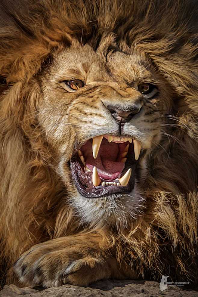 Lion by Harry Schind...