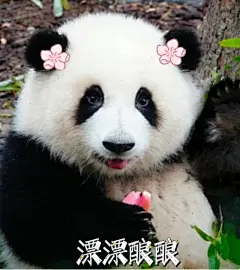 分享一下花花的表情包