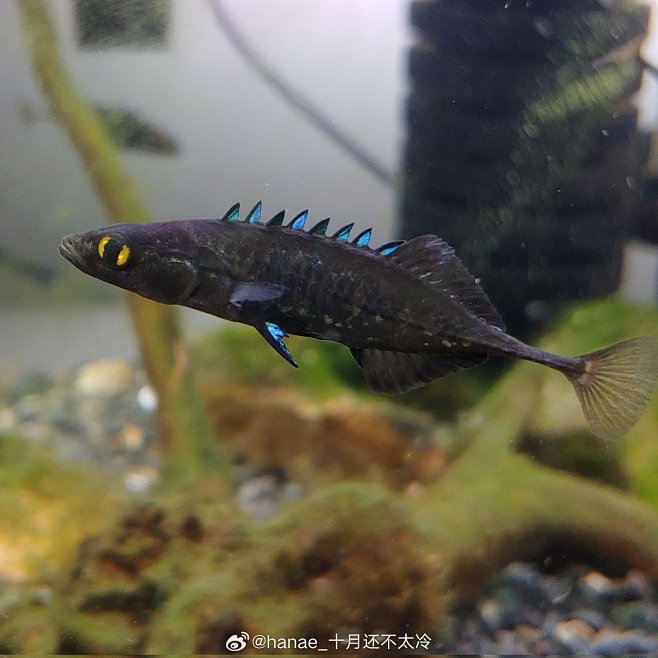 南方多刺鱼