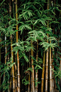 Bamboos.