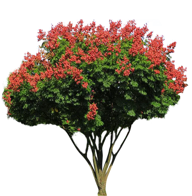 栾树-花瓣网