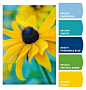 Instantly turn any picture into a palette with ColorSnap, created for you by Sherwin-Williams.