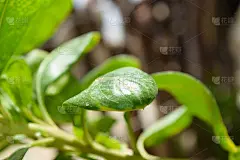 绿色植物叶片近距离在花园里，大自然草植物群宏观环境壁纸背景